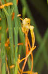 Harper's dodder